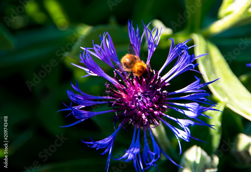 Mountain bluet and a bee photo