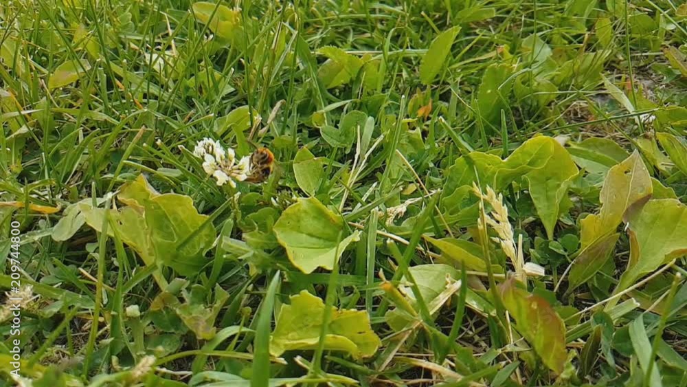 Floral garden. The one ladybug is crawling on a stem of a green plant Floral garden. The one ladybug is crawling on a stem of a green plant