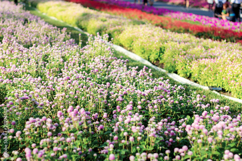 Flower plot in garden. photo