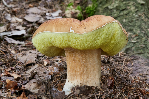 Boletus edulis. Fungus in the natural environment.