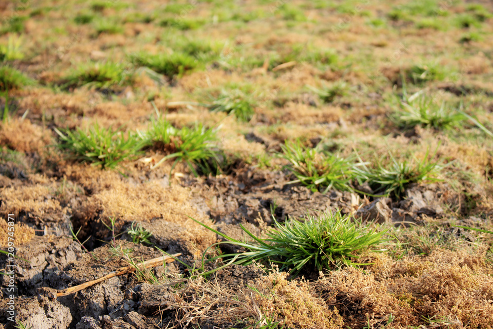 Grass on arid soil of field. Grass on arid soil of field.