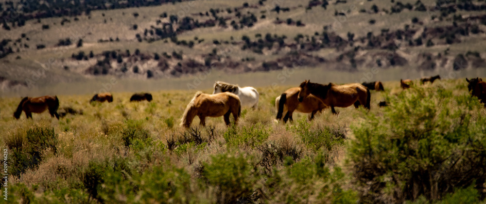 Wild mustangs near Dobie Meadows Road in Mono County, California Wild mustangs near Dobie Meadows Road in Mono County, California