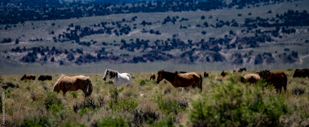 Wild mustangs near Dobie Meadows Road in Mono County, California Wild mustangs near Dobie Meadows Road in Mono County, California