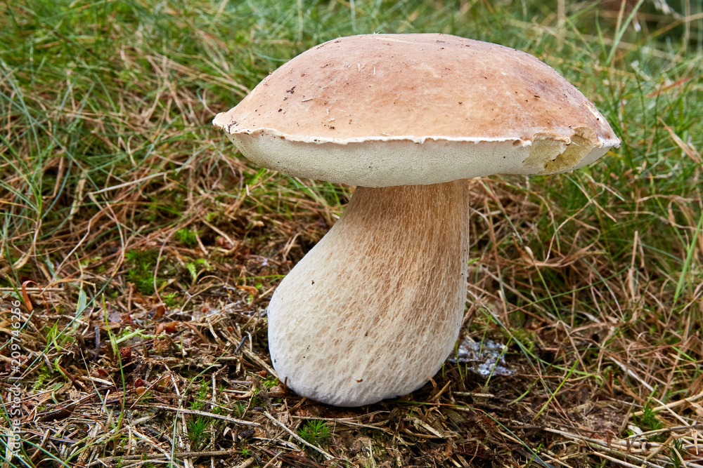 Boletus edulis. Fungus in the natural environment. Boletus edulis. Fungus in the natural environment.