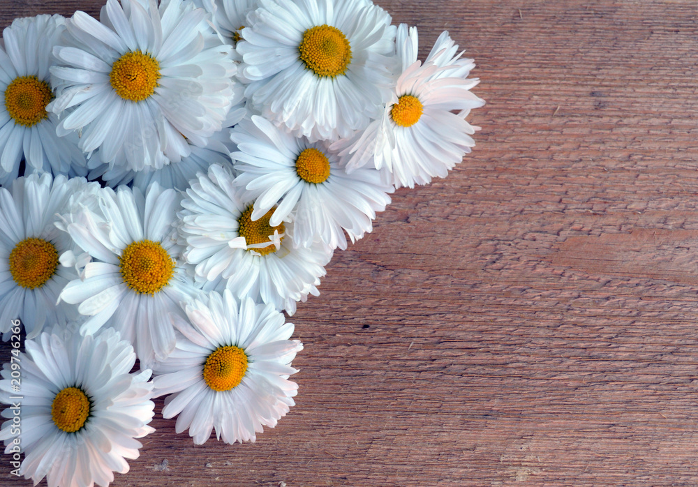 Obraz premium pattern on a postcard of white and yellow flowers of daisies