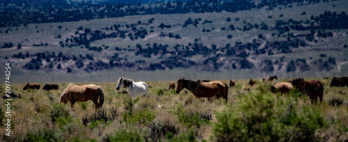 Wild mustangs near Dobie Meadows Road in Mono County, California