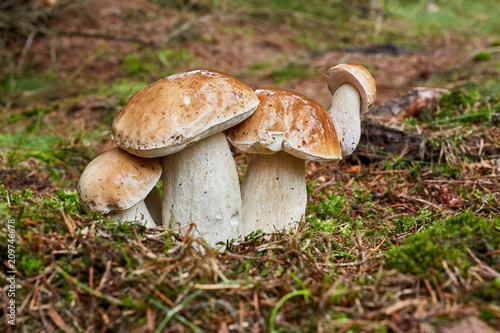 Boletus edulis. Fungus in the natural environment.
