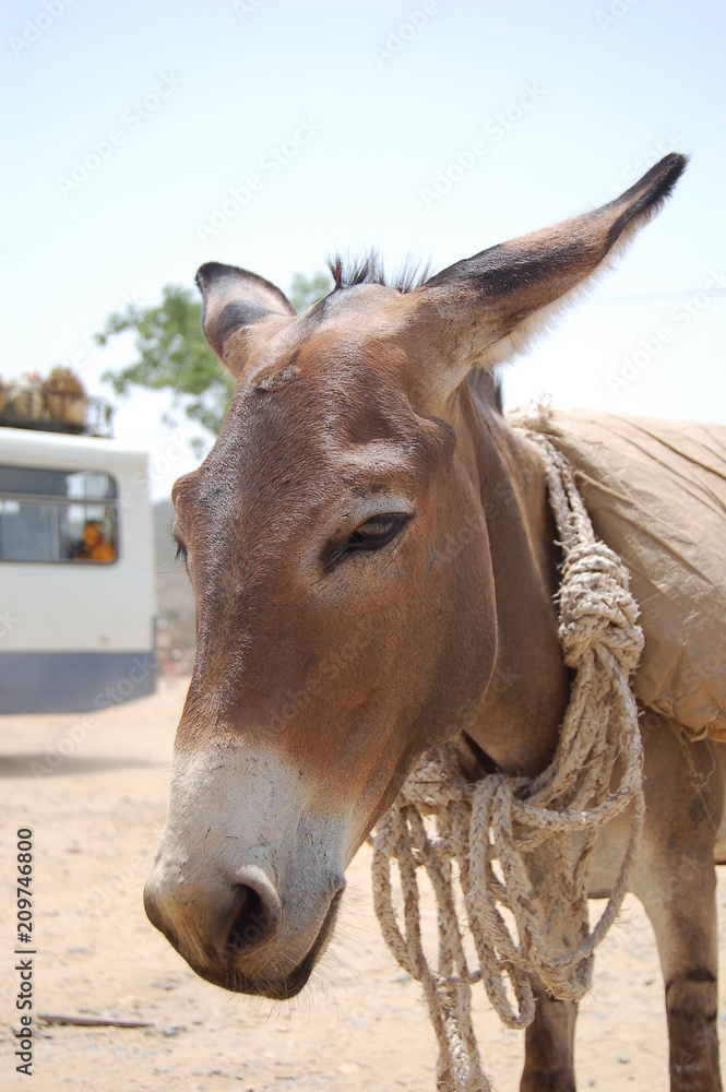 Obraz premium Erythrée