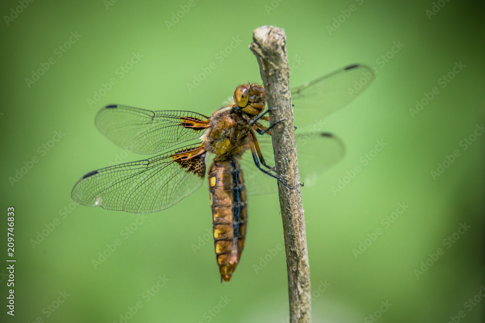 Dragonfly - Broad-bodied Chaser - female of Libellula depressa - close up Dragonfly - Broad-bodied Chaser - female of Libellula depressa - close up