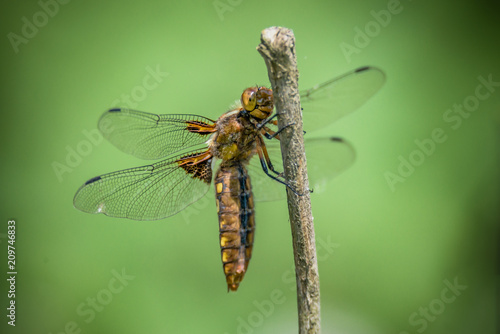 Dragonfly - Broad-bodied Chaser - female of Libellula depressa - close up © Marcin