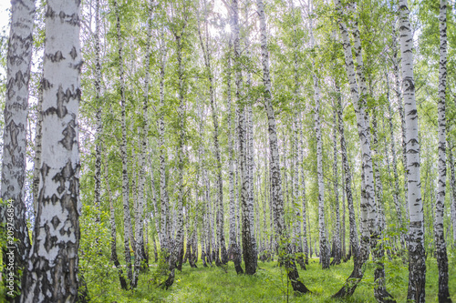 Fototapeta Naklejka Na Ścianę i Meble -  summer birch forest
