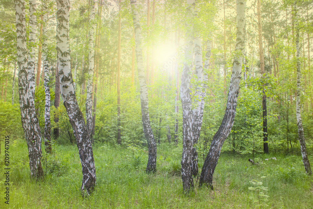 Obraz premium summer birch forest