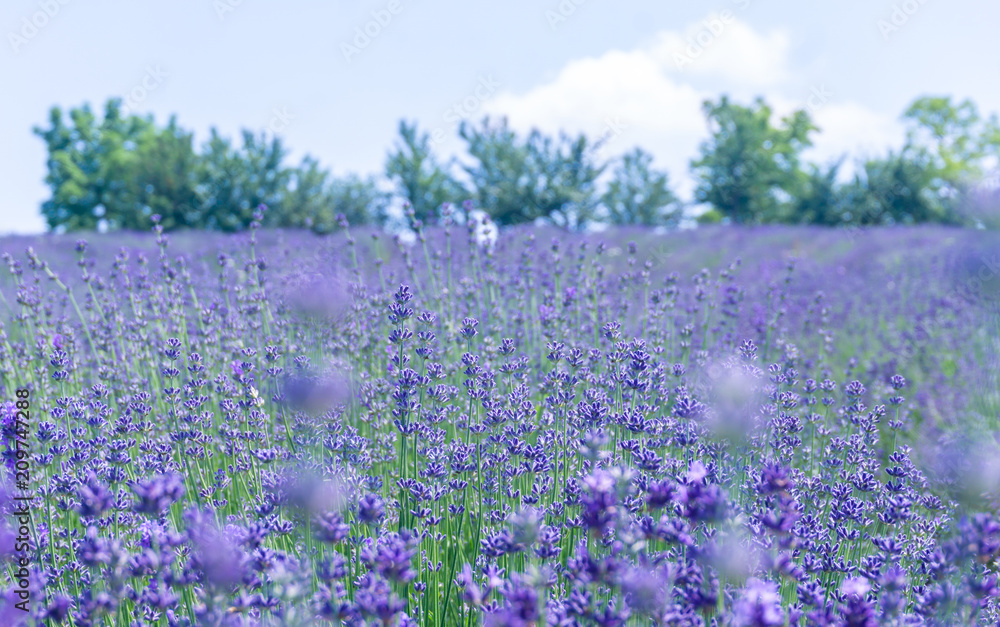 Soft focus on lavender flower, beautiful lavendere fiields.
