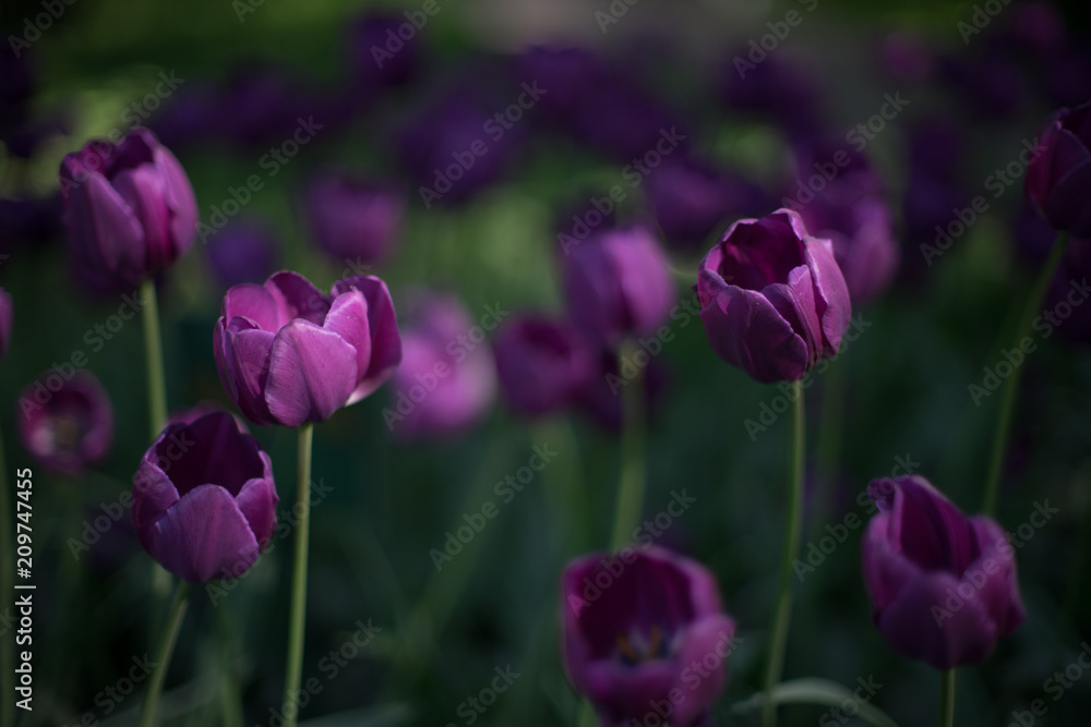 tulip, flower, spring, tulips, nature, purple, pink, garden, flowers, green, field, floral, beauty, blossom, bloom, plant, beautiful, flora, color, park, petal, colorful, red, summer, season