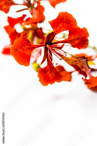 Close up of flowers of Flame tree or Peacock tree isolated on white also  known as Gulmohor or Goolmohor. photo