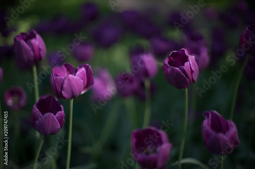 tulip  flower  spring  tulips  nature  purple  pink  garden  flowers  green  field  floral  beauty  blossom  bloom  plant  beautiful  flora  color  park  petal  colorful  red  summer  season