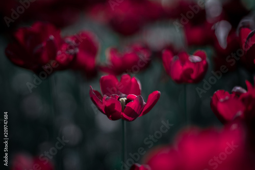 red, flower, spring, tulip, flowers, nature, tulips, green, garden, rose, beautiful, beauty, plant, floral, flora, bloom, petal, blossom, poppy, pink, field, summer, color, bright, bouquet