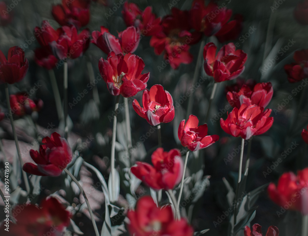 Fototapeta premium tulip, flower, spring, tulips, nature, purple, pink, garden, flowers, green, field, floral, beauty, blossom, bloom, plant, beautiful, flora, color, park, petal, colorful, red, summer, season