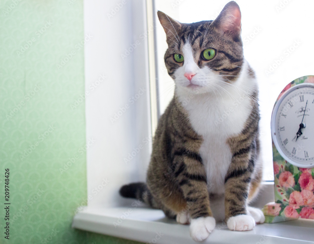 Domestic striped furry cat sits on windowsill near floral clock