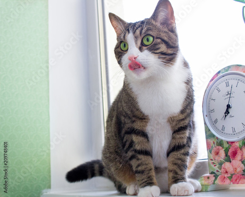 Domestic striped pet cat sits on windowsill near colorful clock