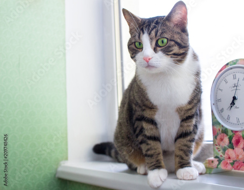 Domestic striped furry cat sits on windowsill near floral clock