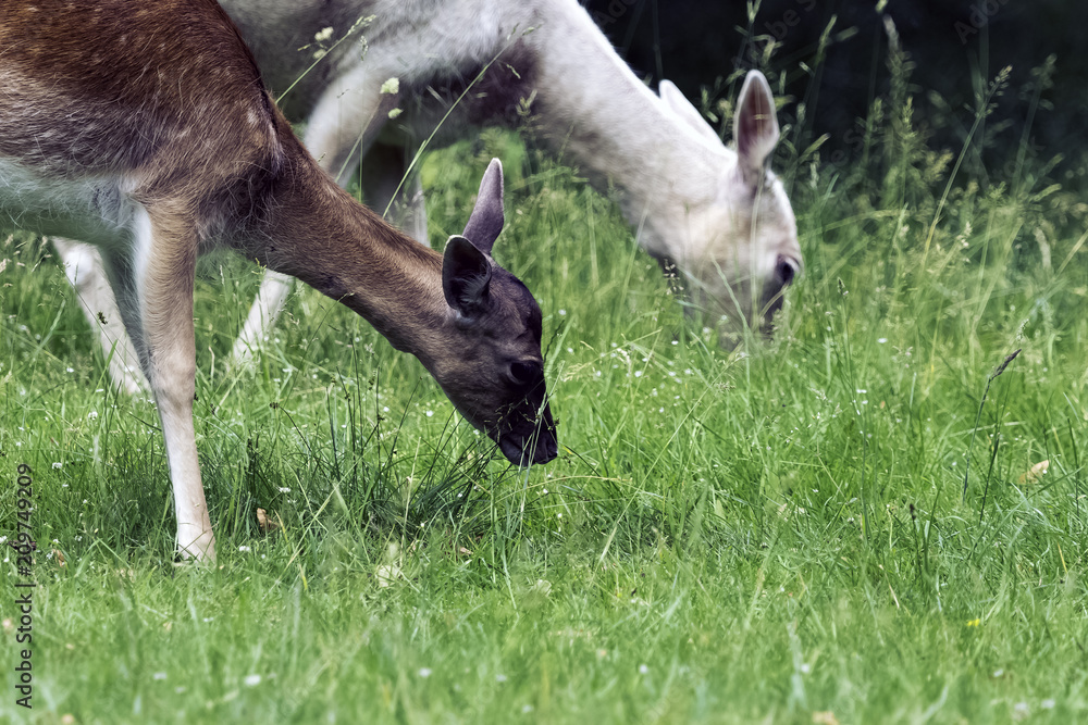 Fototapeta premium Wild young deer in London, United Kingdom