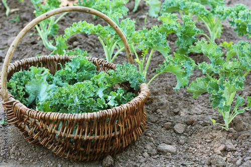 Young kale growing in the vegetable garden. Gardener picking leaves in basket photo