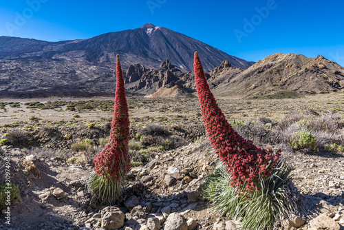 Wildprets Natternköpfe blühen am Fuße der Felsformation Roques de García und dem Vulkan Teide auf Teneriffa photo