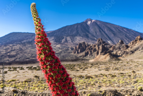 Wildprets Natternkopf blüht nahe der Felsformation Roques de García und dem Vulkan Teide auf Teneriffa photo