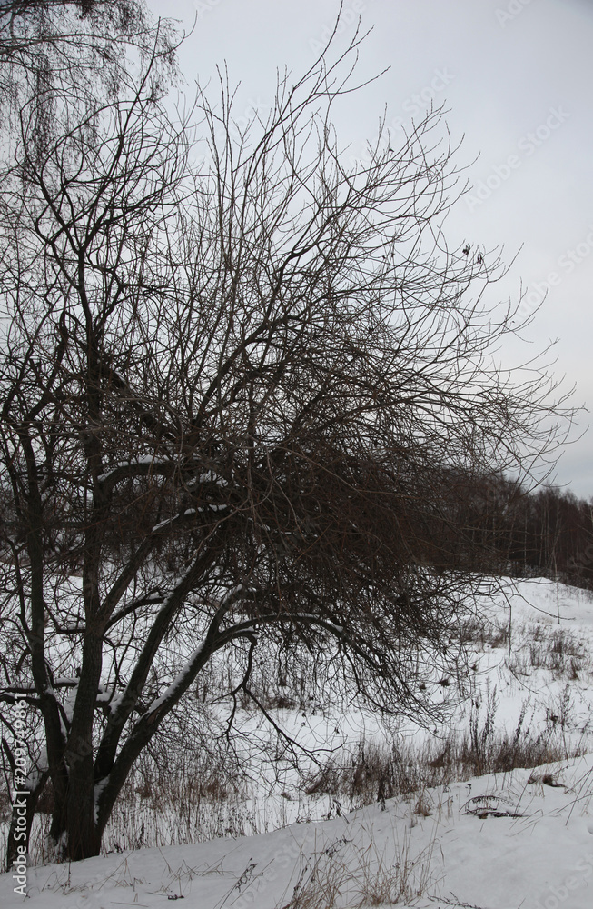 winter landscape with birches and snow winter landscape with birches and snow