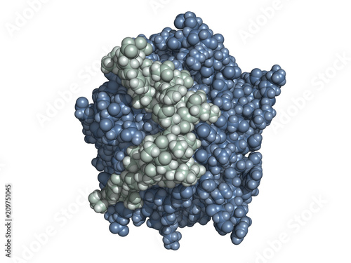 Thrombin is an enzyme active in blood clotting process. Space-filling model. photo