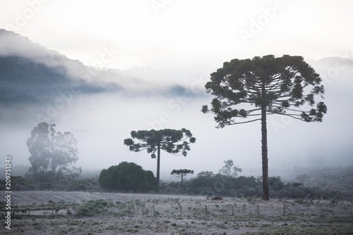 Принти на полотні Geada cobre os campos da Serra Catarinense
