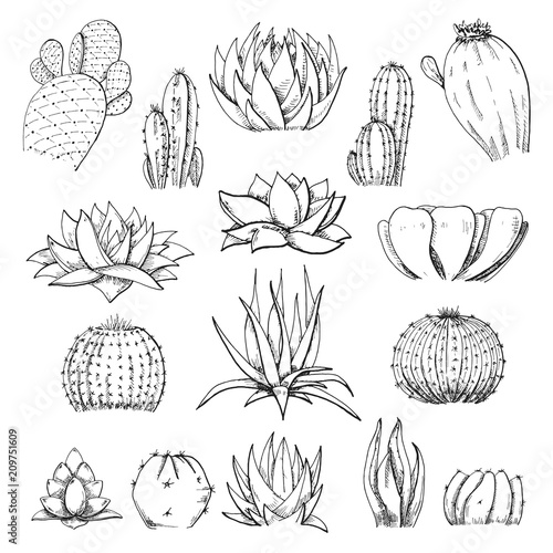 Sketch succulents. Vector illustration of a sketch style. photo