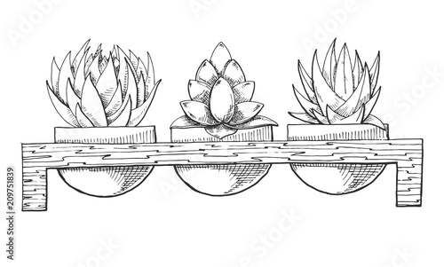 Sketch of three succulents in pots on a wooden stand. Vector illustration of a sketch style