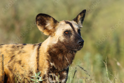 The African wild dog (Lycaon pictus), also known as African hunting or African painted dog, painted hunting dog or painted wolf, portrait of the adult.