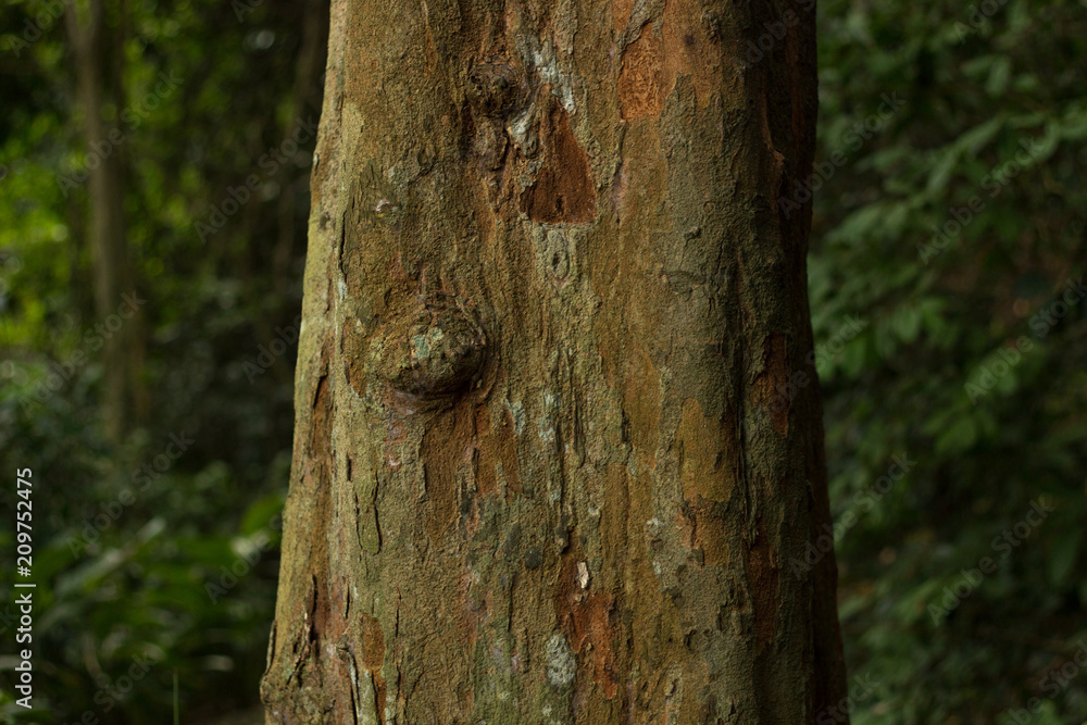 old tree trunk but with incredible colors in the nature forest old tree trunk but with incredible colors in the nature forest