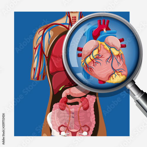 Anatomy of Human Heart in Body