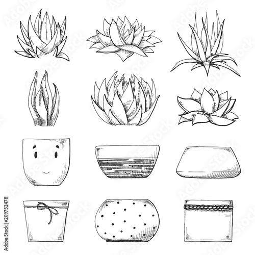 Sketch of different pots and succulents. Vector illustration of a sketch style.