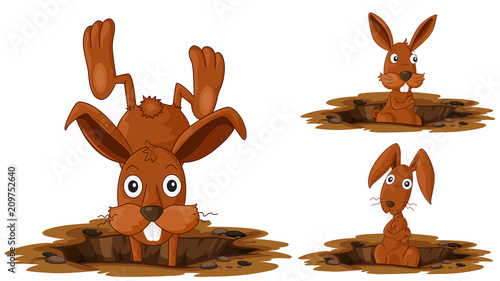 Happy Rabbit on White Background