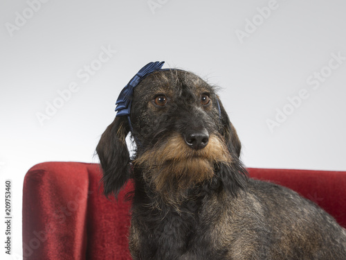 Funny wiener dog. The dog sits on a red sofa and is wearing a bow in it's head.