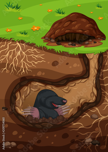 Underground mole in a tunnel photo