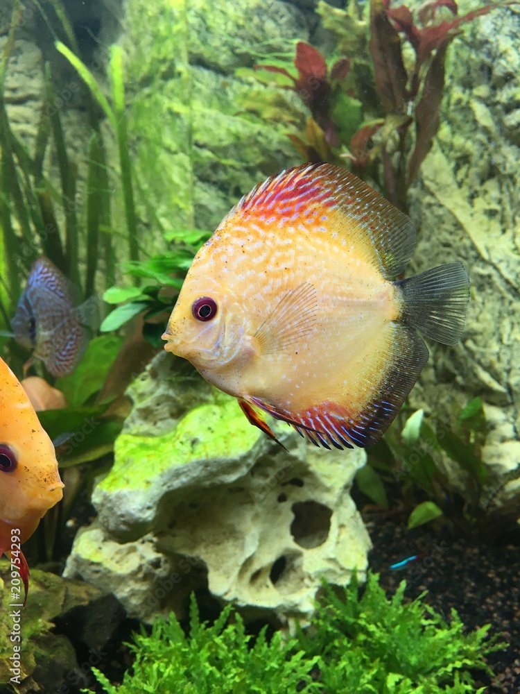 Diskusfisch, Diskusfische, Fische Diskusfisch, Diskusfische, Fische
