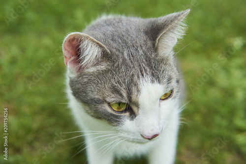 Close up portrait of cat in green grass. Focused to eye