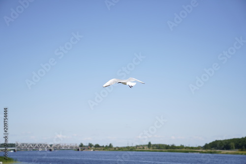 Seagulls flying by the river next to the boat dock on a sunny day