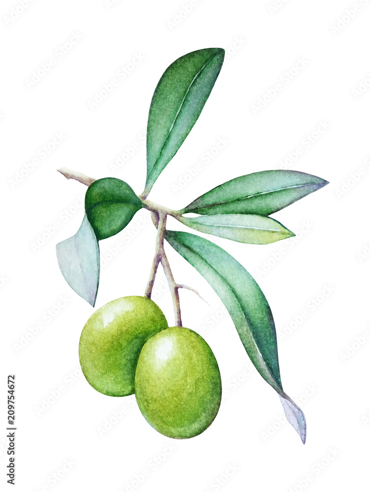Watercolor illustration of the olive tree branch with olives and green leaves
