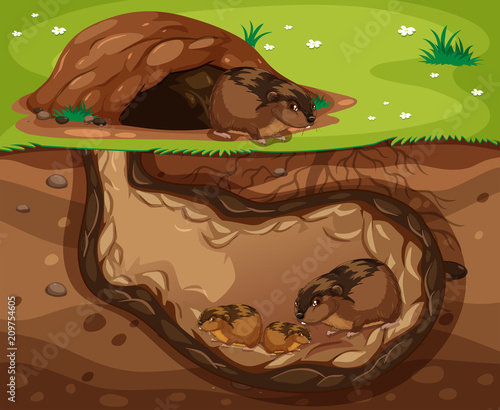 Guinea Pig Family Living Underground