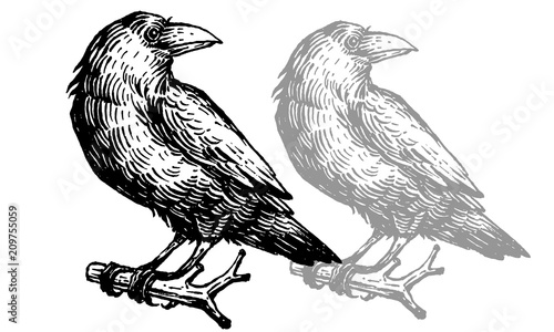 crow