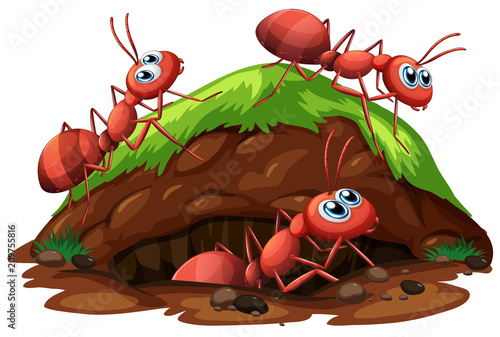 Worker Ants on White Background