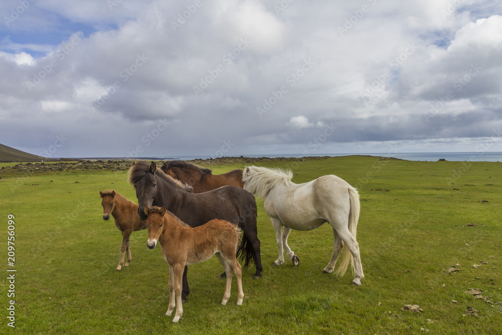 brown icelandic horses