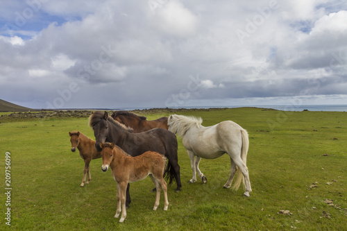 brown icelandic horses